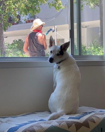 Picture of Ezra Buzzington's dog Cooper looks cute with it's white color body